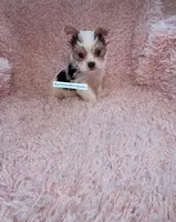 Beautiful PartiColor Teacup male, a male Yorkshire Terrier for sale in Labelle, FL – 3 of 4