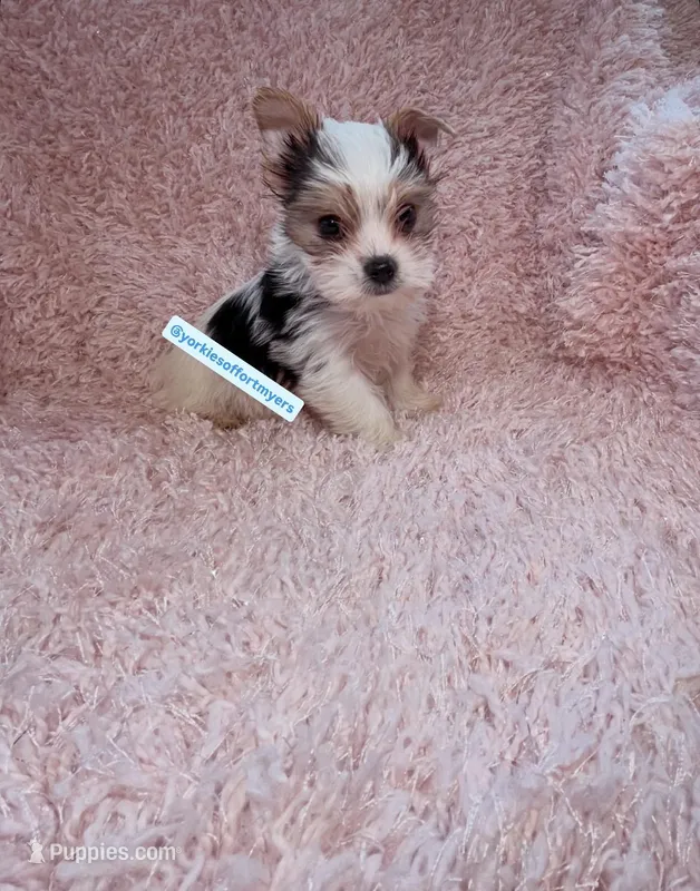 Beautiful PartiColor Teacup male – Yorkshire Terrier puppy for sale in Labelle, FL
