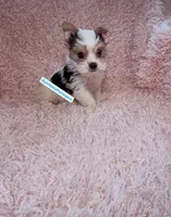 Beautiful PartiColor Teacup male, a male Yorkshire Terrier for sale in Labelle, FL – 1 of 4