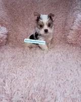 Beautiful PartiColor Teacup male, a male Yorkshire Terrier for sale in Labelle, FL – 2 of 4