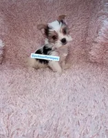 Beautiful PartiColor Teacup male, a male Yorkshire Terrier for sale in Labelle, FL – 4 of 4