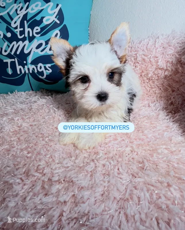 Beautiful PartiColor male  – Biewer puppy for sale in Labelle, FL