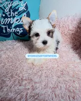 Beautiful PartiColor male , a male Yorkshire Terrier for sale in Labelle, FL – 2 of 6