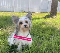 Beautiful PartiColor Female , a female Yorkshire Terrier for sale in Labelle, FL – 8 of 8