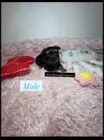 Beautiful Teacup Male, a male Yorkshire Terrier for sale in Labelle, FL – 3 of 7
