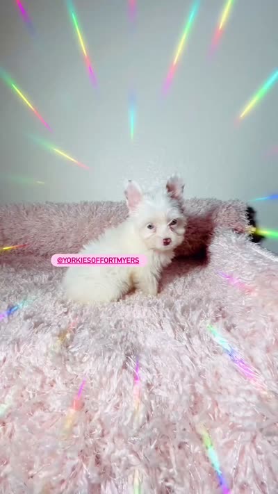 Beautiful TeaCup ChocoBerry - Female, a female Yorkshire Terrier for sale in Labelle, FL – 2 of 5