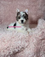 Beautiful PartiColor Female , a female Yorkshire Terrier for sale in Labelle, FL – 2 of 8