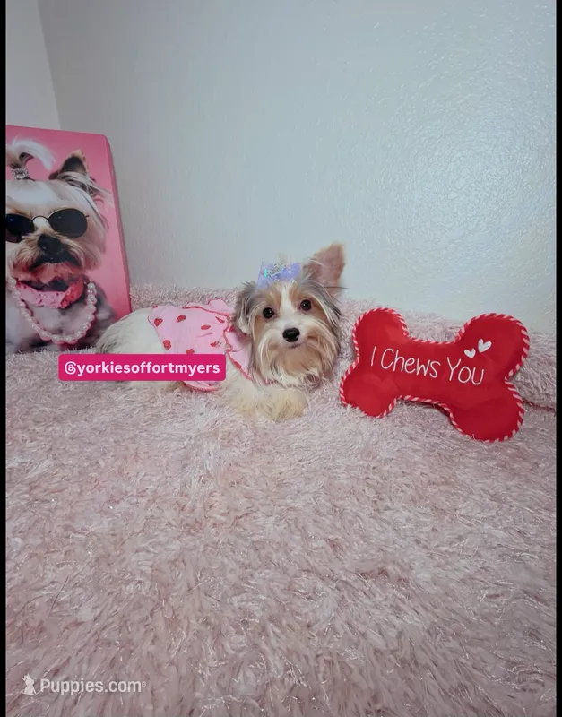 Female Parti color  – Yorkshire Terrier puppy for sale in Fort Lauderdale, FL