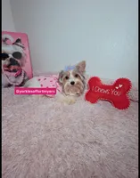 Female Parti color , a female Yorkshire Terrier for sale in Fort Lauderdale, FL – 1 of 5