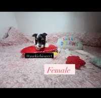 Beautiful Female PartiColor, a female Yorkshire Terrier for sale in Labelle, FL – 3 of 7