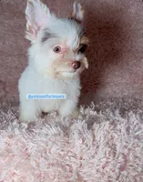 Beautiful PartiChocolate - Light Eyes, a male Yorkshire Terrier for sale in Labelle, FL – 5 of 9