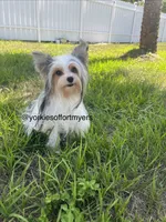 Beautiful small PartiChocolate Male 1, a male Yorkshire Terrier for sale in Labelle, FL – 5 of 9