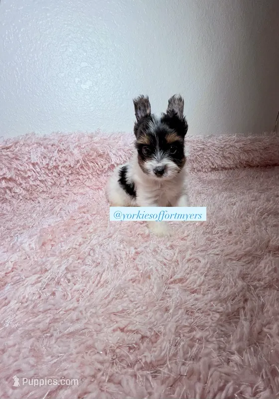 Beautiful Teacup PartiColor Male – Yorkshire Terrier puppy on hold in Labelle, FL
