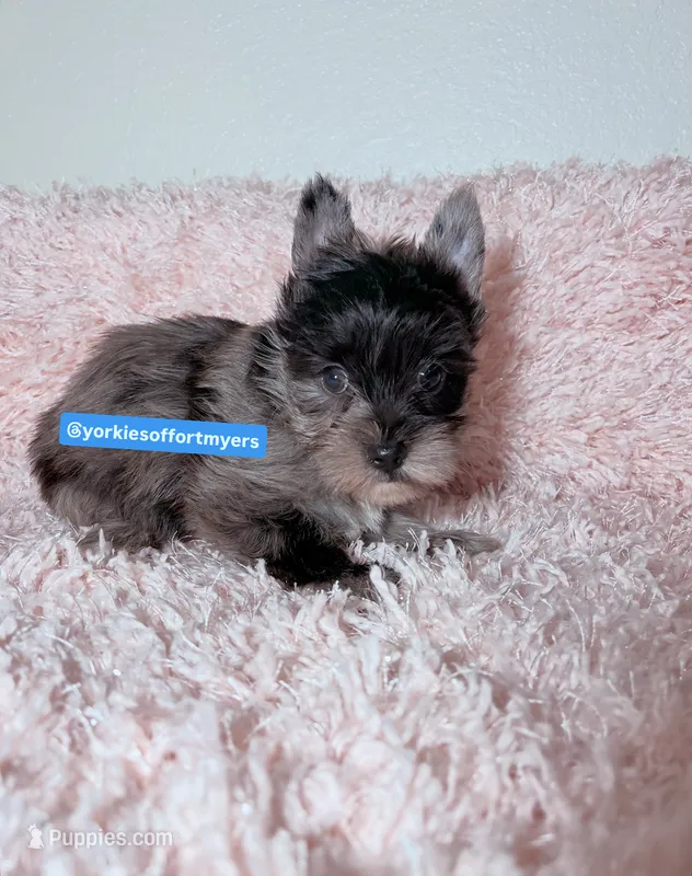 Beautiful Merle Male  – Yorkshire Terrier puppy for sale in Labelle, FL