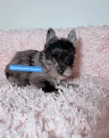 Beautiful Merle Male , a male Yorkshire Terrier for sale in Labelle, FL – 1 of 7