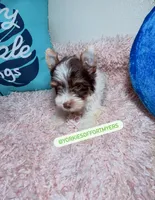 Beautiful teacup PartiChocolate boy , a male Yorkshire Terrier for sale in Labelle, FL – 3 of 5