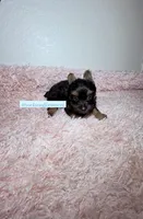 Beautiful Yorkie Male, a male Yorkshire Terrier for sale in Labelle, FL – 3 of 7