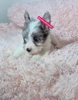 Beautiful Merle Female, a female Yorkshire Terrier for sale in Labelle, FL – 5 of 7