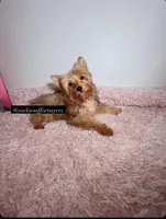 Golden yorkie, a male Yorkshire Terrier for sale in Fort Lauderdale, FL – 2 of 5