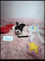 Beautiful PartiColor Male, a male Yorkshire Terrier for sale in Labelle, FL – 3 of 7