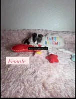 Beautiful Female PartiColor, a female Yorkshire Terrier for sale in Labelle, FL – 2 of 7