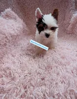 Beautiful PartiColor TeaCup Male , a male Yorkshire Terrier for sale in Labelle, FL – 2 of 4