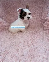 Beautiful PartiColor TeaCup Male , a male Yorkshire Terrier for sale in Labelle, FL – 3 of 4
