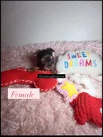 Beautiful Traditional Female , a female Yorkshire Terrier for sale in Labelle, FL – 3 of 7
