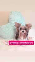 Beautiful Female PartiColor, a female Yorkshire Terrier for sale in Labelle, FL – 6 of 7