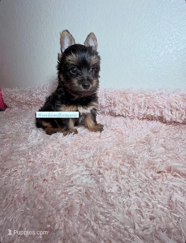 Beautiful Yorkie Male – Yorkshire Terrier puppy for sale in Labelle, FL
