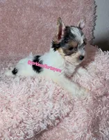 Beautiful PartiColor Female , a female Yorkshire Terrier for sale in Labelle, FL – 7 of 8