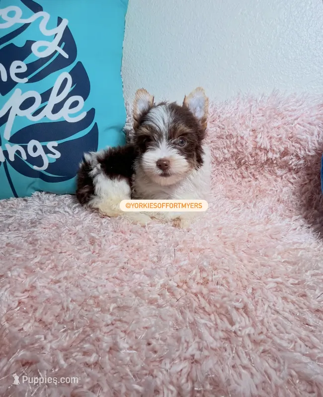 Beautiful teacup PartiChocolate boy  – Yorkshire Terrier puppy for sale in Labelle, FL
