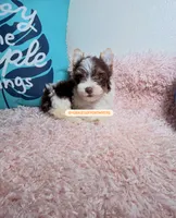 Beautiful teacup PartiChocolate boy , a male Yorkshire Terrier for sale in Labelle, FL – 1 of 5