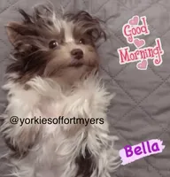 Beautiful small PartiChocolate Male 1, a male Yorkshire Terrier for sale in Labelle, FL – 7 of 9