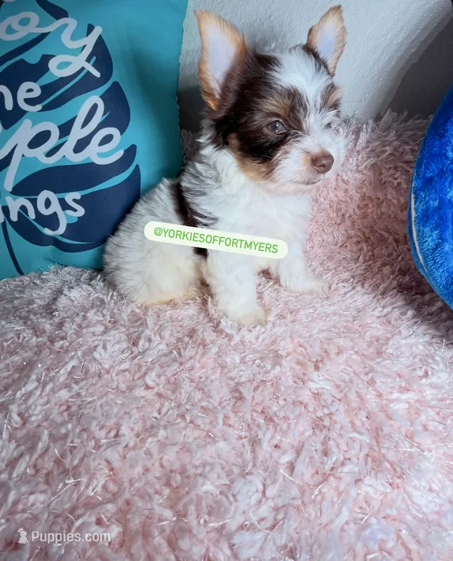 Beautiful PartiChocolate Male 1 – Yorkshire Terrier puppy for sale in Labelle, FL