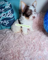 Beautiful PartiChocolate male, a male Yorkshire Terrier for sale in Labelle, FL – 3 of 6