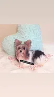 Beautiful PartiColor Female , a female Yorkshire Terrier for sale in Labelle, FL – 5 of 8