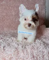 Beautiful PartiChocolate - Light Eyes, a male Yorkshire Terrier for sale in Labelle, FL – 8 of 9