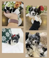 Beautiful PartiColor Female , a female Yorkshire Terrier for sale in Labelle, FL – 4 of 8