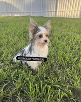 Beautiful Merle Female, a female Yorkshire Terrier for sale in Labelle, FL – 4 of 7