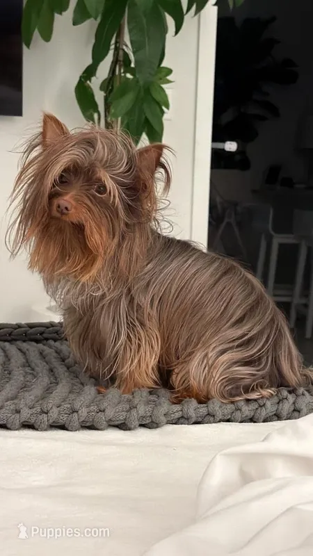 Chocolate Male - Yorkie (Free to a Good Home) 🏡  – Yorkshire Terrier puppy for sale in Fort Lauderdale, FL