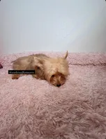 Golden yorkie, a male Yorkshire Terrier for sale in Fort Lauderdale, FL – 3 of 5