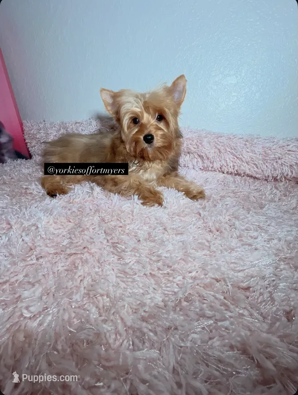 Golden yorkie – Yorkshire Terrier puppy for sale in Fort Lauderdale, FL