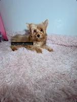 Golden yorkie, a male Yorkshire Terrier for sale in Fort Lauderdale, FL – 1 of 5
