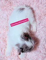 Beautiful Merle Female, a female Yorkshire Terrier for sale in Labelle, FL – 2 of 7