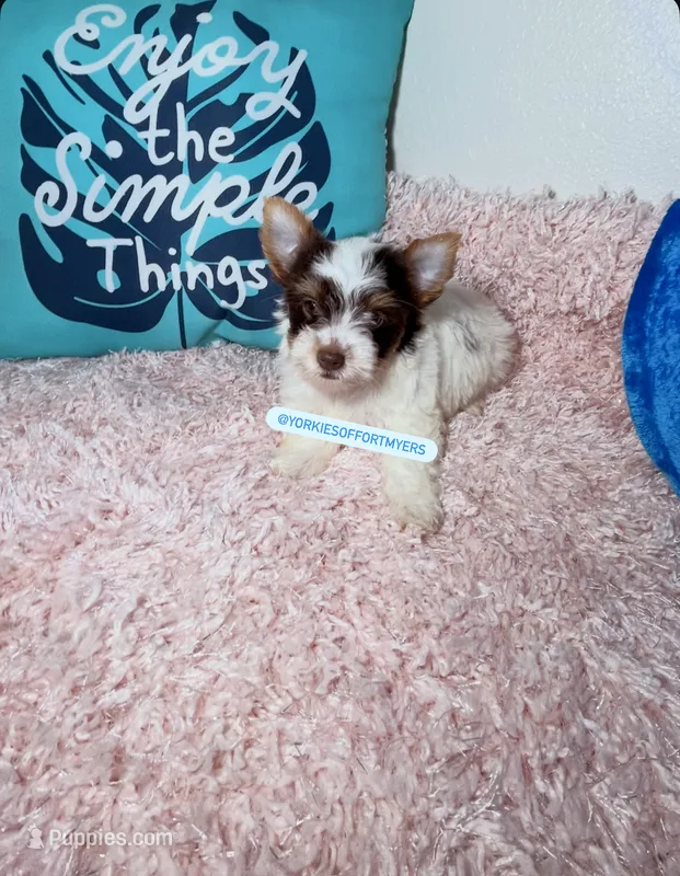 Beautiful PartiChocolate male – Yorkshire Terrier puppy for sale in Labelle, FL