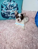 Beautiful PartiChocolate male, a male Yorkshire Terrier for sale in Labelle, FL – 1 of 6