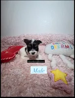 Beautiful PartiColor Male, a male Yorkshire Terrier for sale in Labelle, FL – 2 of 7