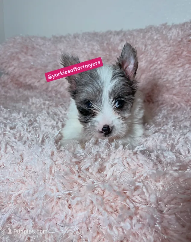 Beautiful Merle Female – Yorkshire Terrier puppy for sale in Labelle, FL
