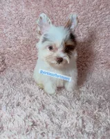 Beautiful PartiChocolate - Light Eyes, a male Yorkshire Terrier for sale in Labelle, FL – 6 of 9